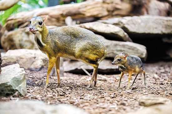 跟着月亮猪走的鼷鹿